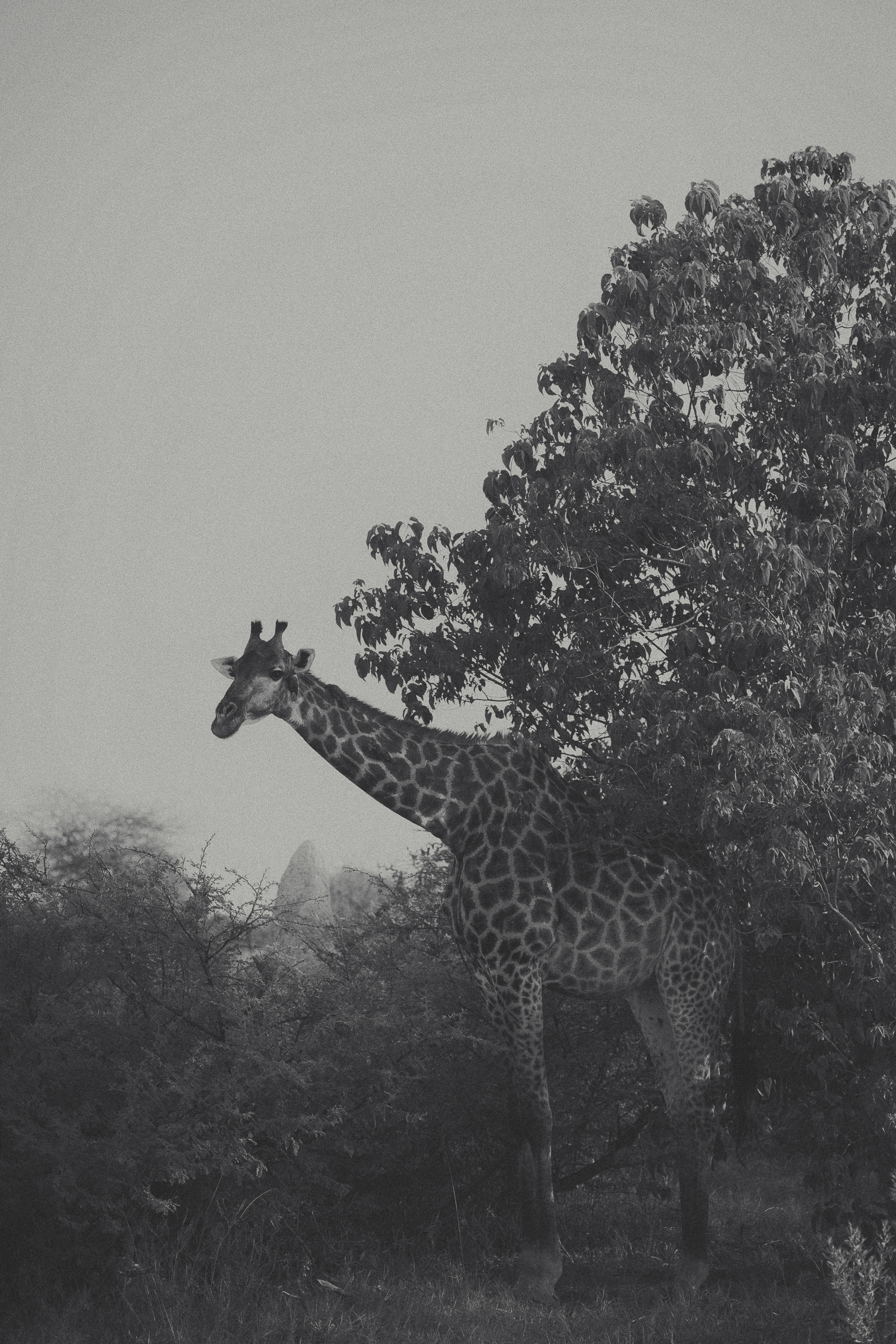 Giraffe in the wild.