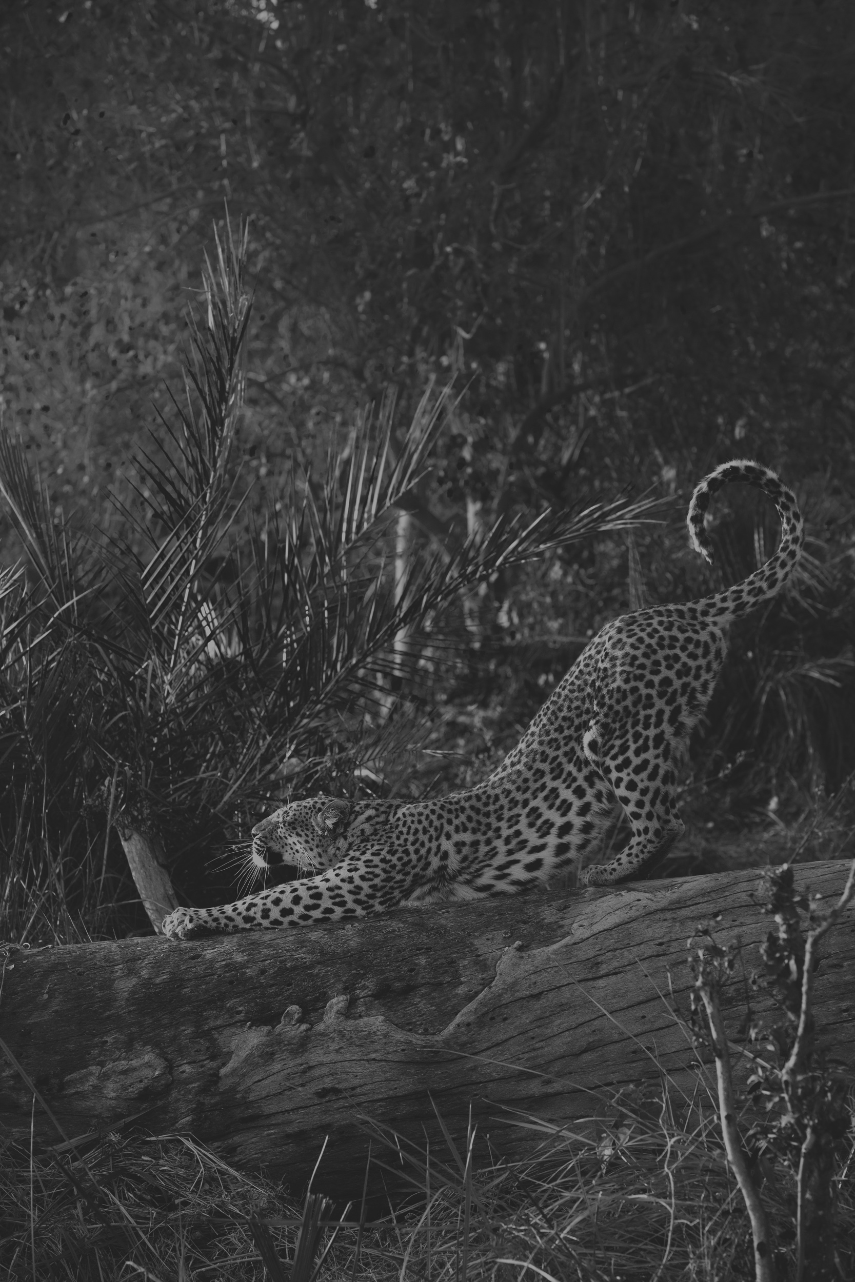 A striking image of a leopard stretching on a fallen log, showcasing its powerful elegance.