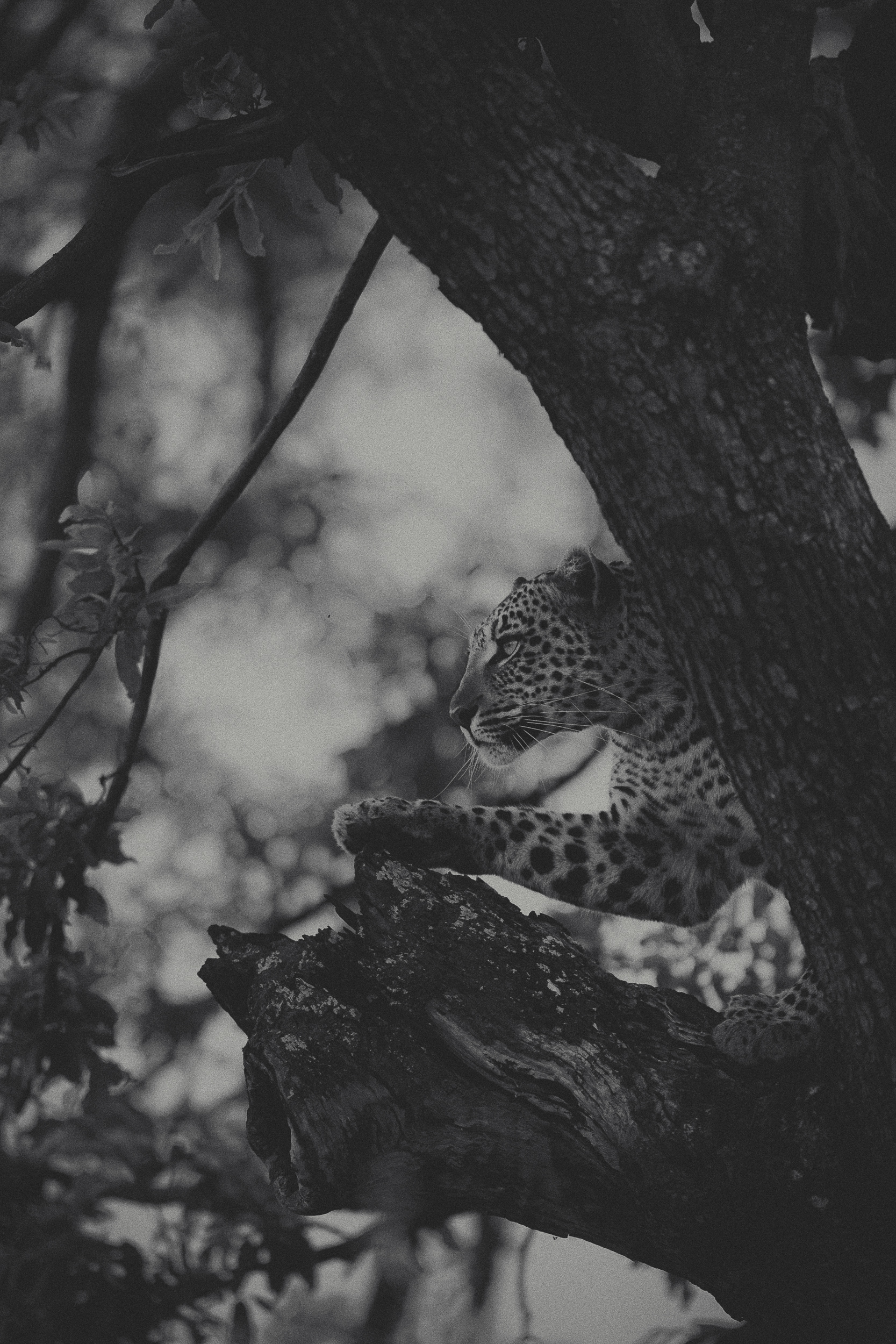 A contemplative leopard resting on a tree branch, observing its surroundings.