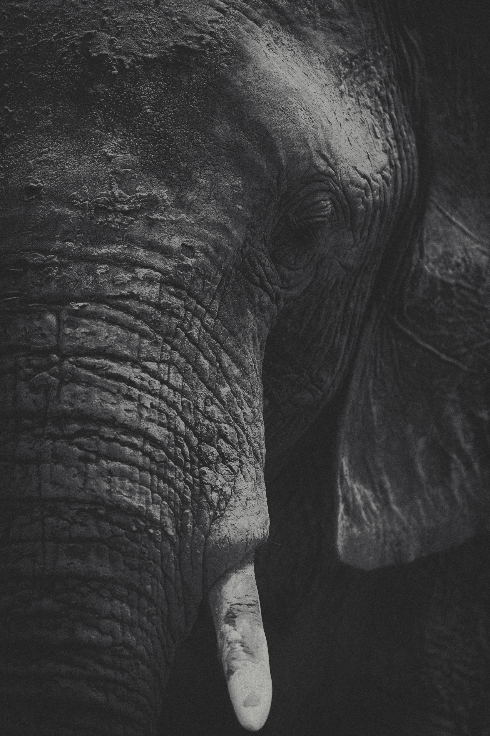 A close-up of an elephant’s textured face.