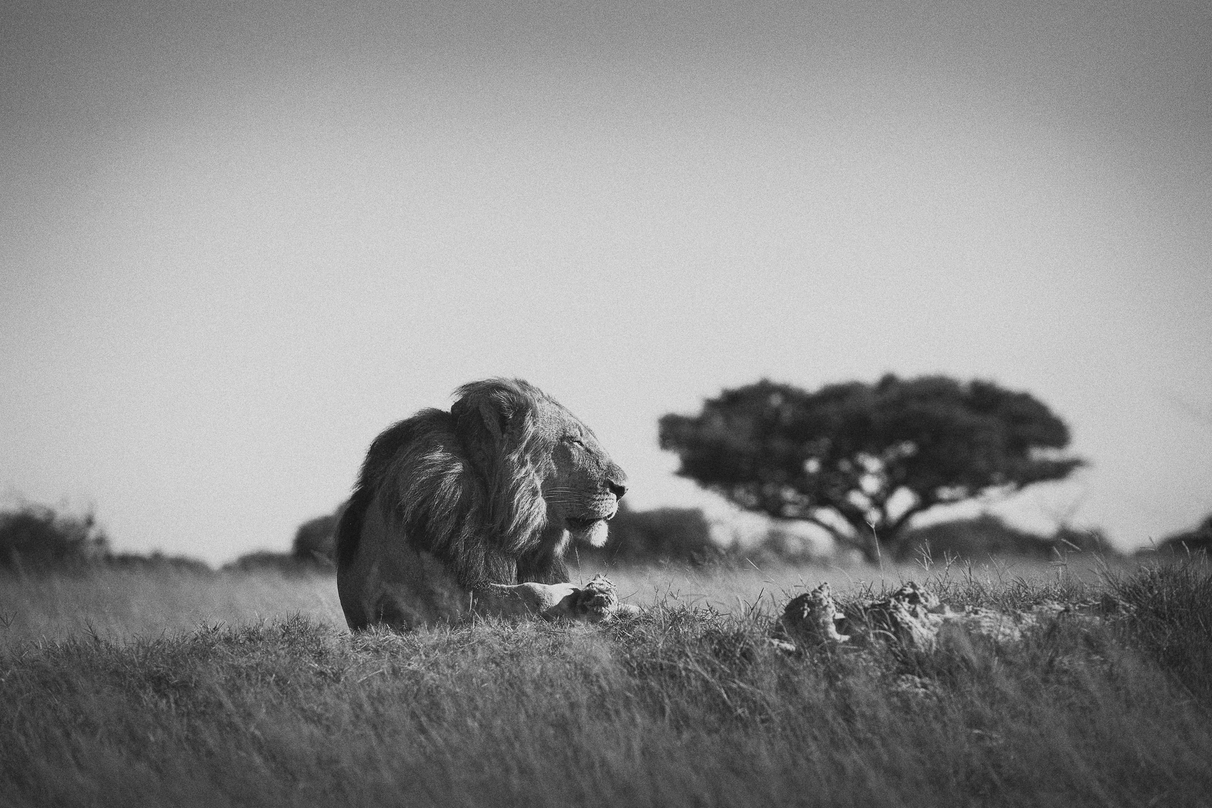 A lion majestically perched in the golden grass.