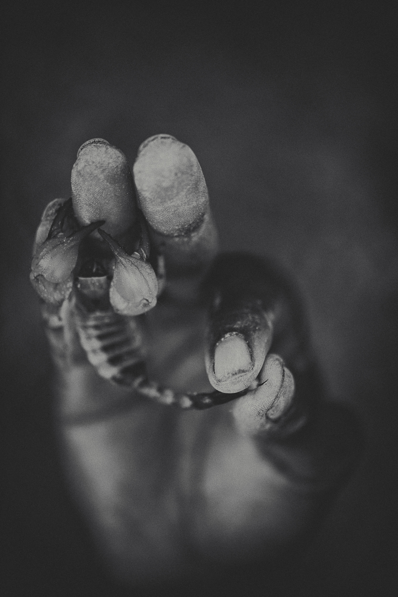 San Bushman skillfully handling a scorpion to extract venom.