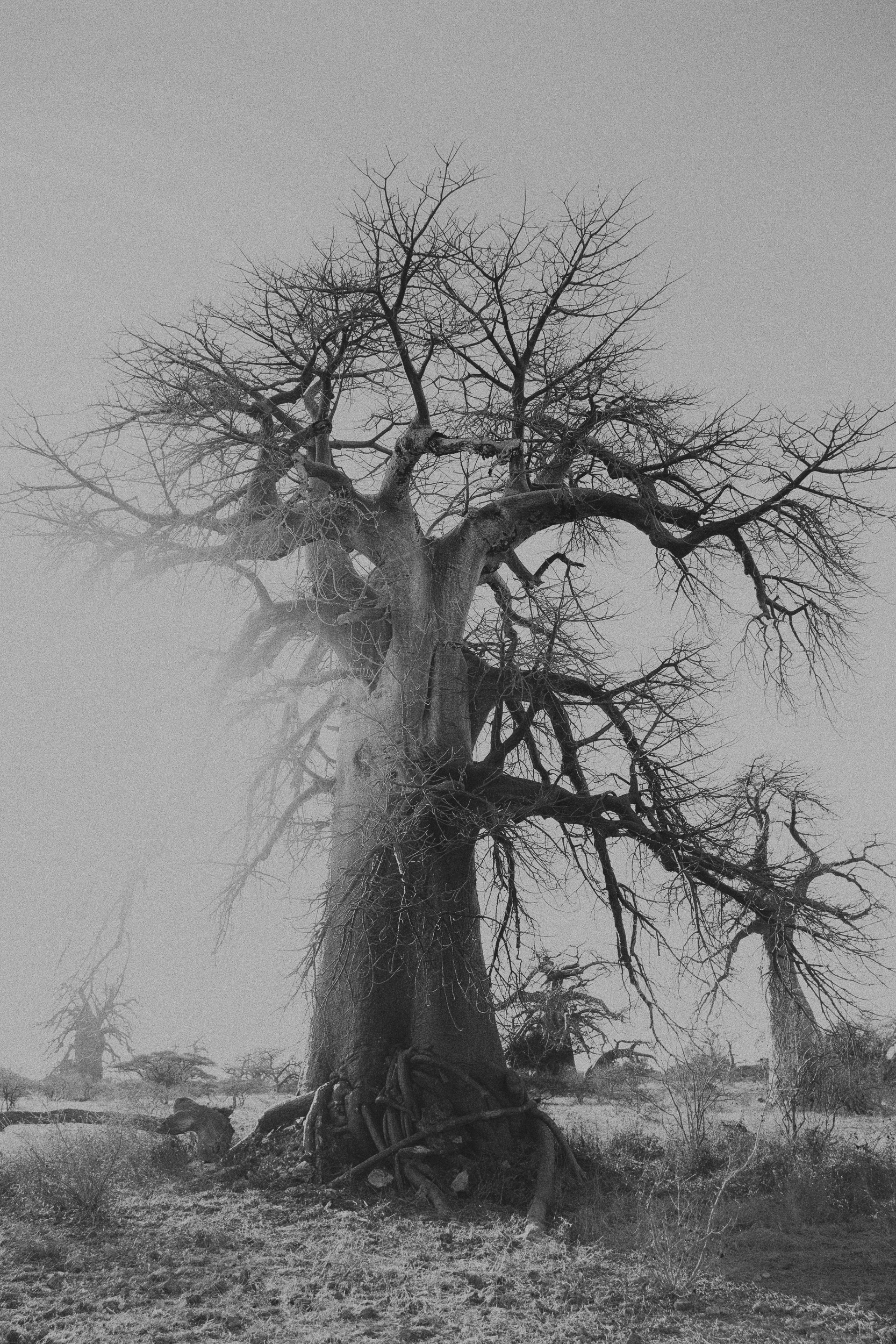 A timeless image of a solitary baobab tree, its bare branches standing tall against the sky.
